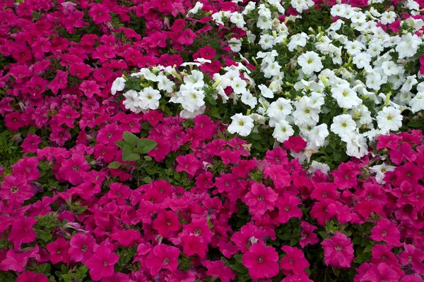 Lampe de chevet fille : des modèles colorés et magiques